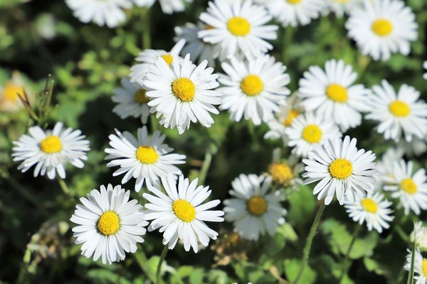 Qu'est-ce que la définition de dais ?