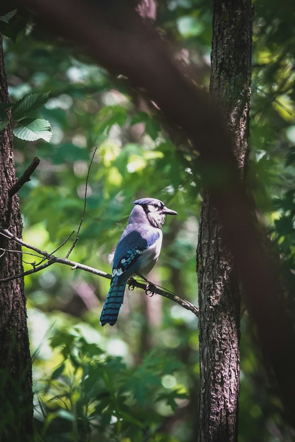 Qu'est-ce que le jais et quelle est sa définition précise ?